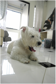 cute westie boarding at our house in singapore like dog hotel