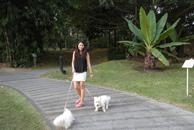 white dogs in botanic garden in Singapore