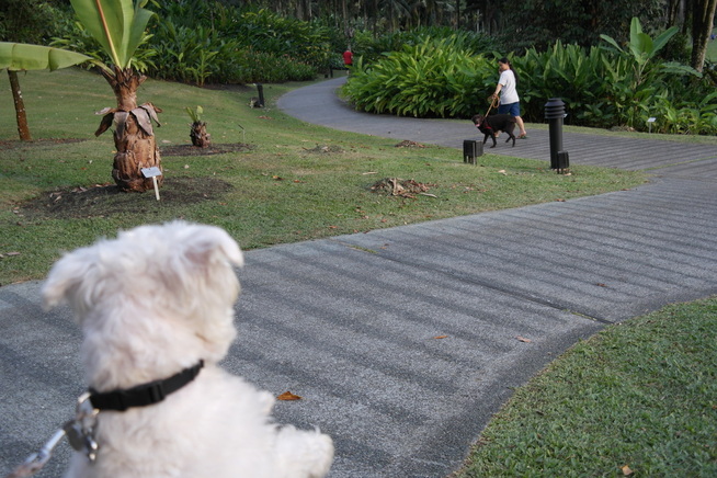 White dog wanting to chase black dog in singapore